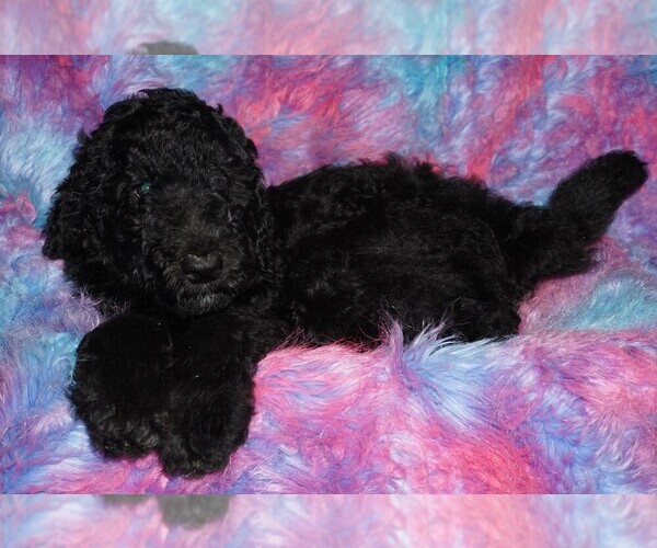 Medium Photo #3 Labradoodle Puppy For Sale in LA HABRA, CA, USA