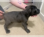 Small Photo #12 Cane Corso Puppy For Sale in BELGRADE, MT, USA