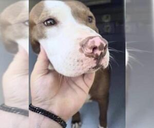 Mutt Dogs for adoption in Houston, TX, USA