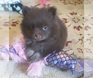 Pomeranian Puppy for sale in NEOSHO, MO, USA