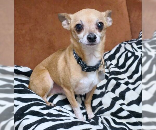 Medium Photo #6 Chihuahua Puppy For Sale in Tustin, CA, USA