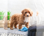 Small Photo #12 Poodle (Toy) Puppy For Sale in SYRACUSE, IN, USA