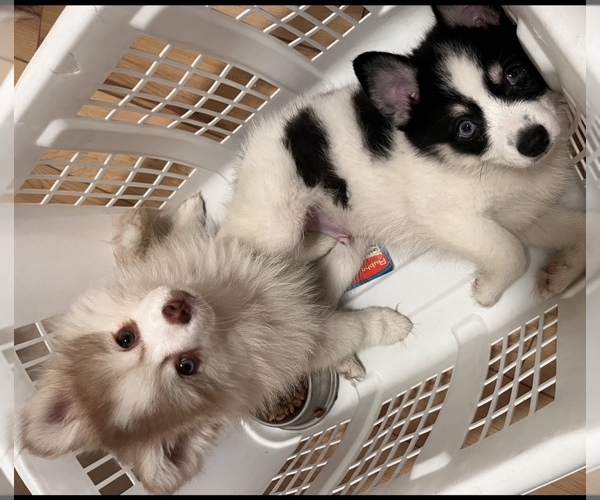 Medium Photo #1 Pomsky Puppy For Sale in SPARKS, NV, USA