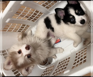 Pomsky Puppy for sale in SPARKS, NV, USA