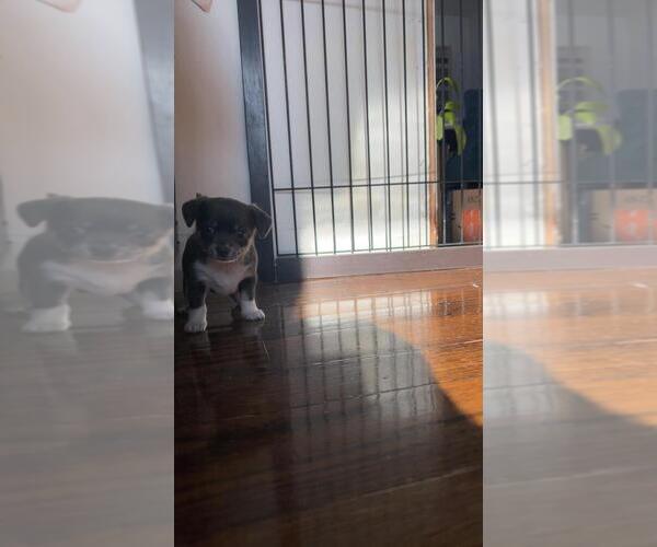 Medium Photo #2 Malchi Puppy For Sale in Bradford West Gwillimbury, Ontario, Canada