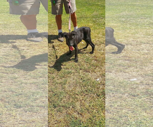 Medium Photo #2 Labrador Retriever-Unknown Mix Puppy For Sale in San Diego, CA, USA