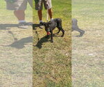 Small #1 Labrador Retriever Mix