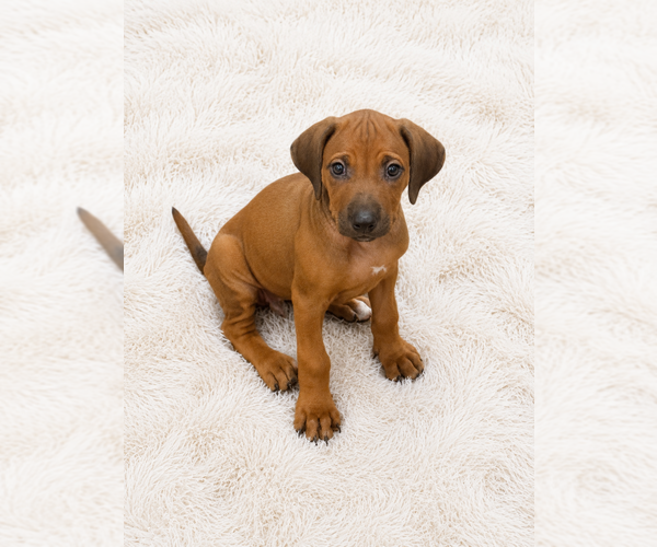 Medium Photo #23 Rhodesian Ridgeback Puppy For Sale in MADISON, GA, USA
