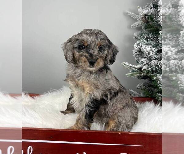 Medium Photo #1 Bernedoodle (Miniature) Puppy For Sale in FRANKLIN, IN, USA