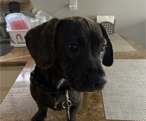 French Bull Weiner Litter for sale in CHARLESTON, SC, USA