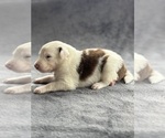 Puppy Odin Australian Shepherd