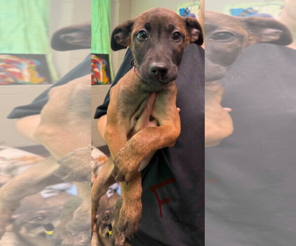 Medium Photo #1 Mutt Puppy For Sale in SHERBURNE, NY, USA