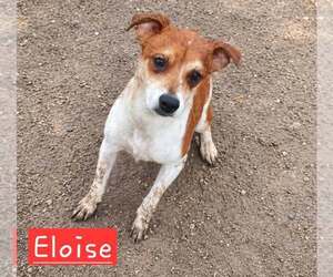 Eloise - Female Rat Terrier-Unknown Mix Dog for Adoption