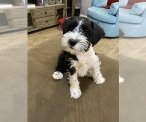 Schnauzer (Miniature) Puppy for sale in COLLEGE STA, TX, USA