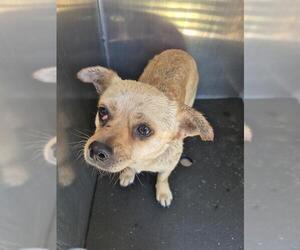 Mutt Dogs for adoption in San Antonio, TX, USA