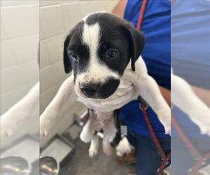 Boxer-Unknown Mix Dogs for adoption in Corpus Christi, TX, USA