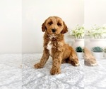 Small #1 Goldendoodle (Miniature)