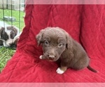 Small #5 Borador