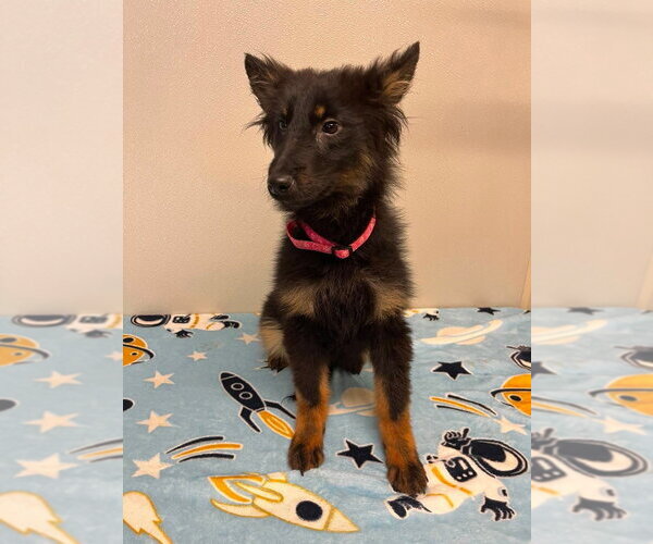 Medium Photo #2 Border Collie Puppy For Sale in Osgood, IN, USA