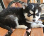 Puppy Titan Pomsky