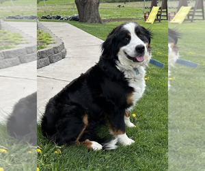 Mother of the Bernese Mountain Dog puppies born on 04/11/2025