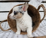 Small Photo #10 Pembroke Welsh Corgi Puppy For Sale in HONEY BROOK, PA, USA