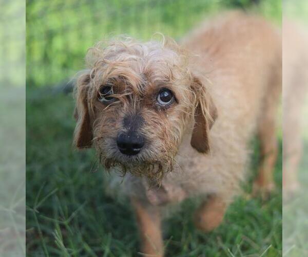 Medium Photo #1 Poodle (Miniature)-Unknown Mix Puppy For Sale in San Antonio, TX, USA