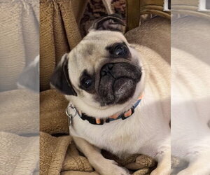 Pug Dogs for adoption in Elizabeth City, NC, USA