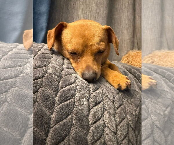 Medium Photo #3 Chihuahua-Unknown Mix Puppy For Sale in Fort Collins, CO, USA