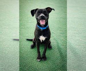 Mutt Dogs for adoption in Clarkesville, GA, USA