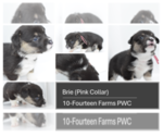 Small Photo #4 Pembroke Welsh Corgi Puppy For Sale in BURTRUM, MN, USA