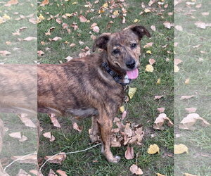 Papaya* - Female Unknown-Whippet Mix Dog for Adoption - Photo #2