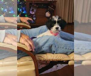 Shih Tzu-Unknown Mix Dogs for adoption in Des Moines, IA, USA