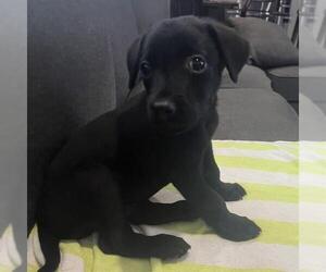 Huckleberry Finn Pup - Huck - Male Labrador Retriever-Unknown Mix Dog for Adoption - Photo #2
