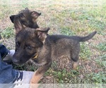 Puppy Male Orange German Shepherd Dog