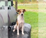 Small Photo #1 Jack Russell Terrier Puppy For Sale in REDFIELD, KS, USA