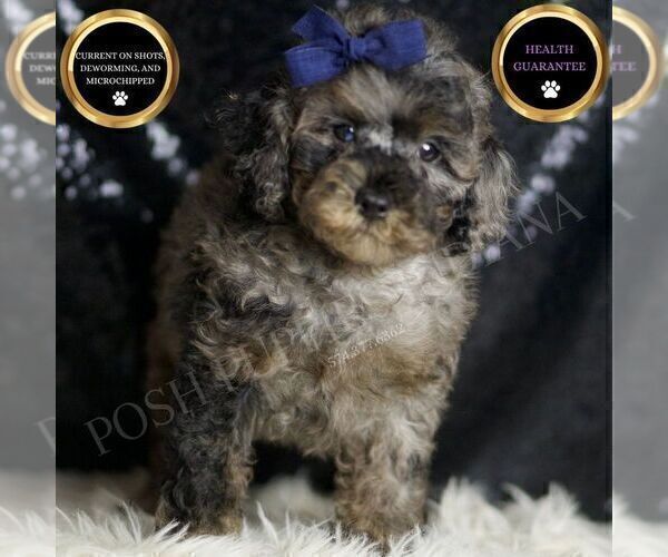 Medium Photo #1 Poodle (Miniature) Puppy For Sale in WARSAW, IN, USA