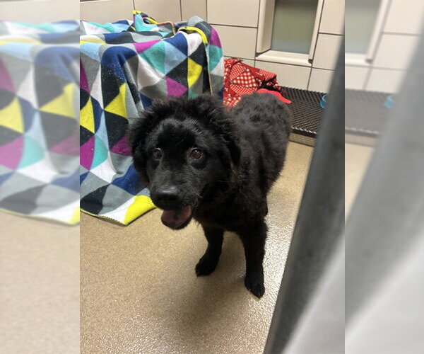 Medium Photo #1 Poodle (Standard)-Unknown Mix Puppy For Sale in Fort Wayne, IN, USA