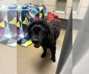 Poodle (Standard)-Unknown Mix Dogs for adoption in Fort Wayne, IN, USA