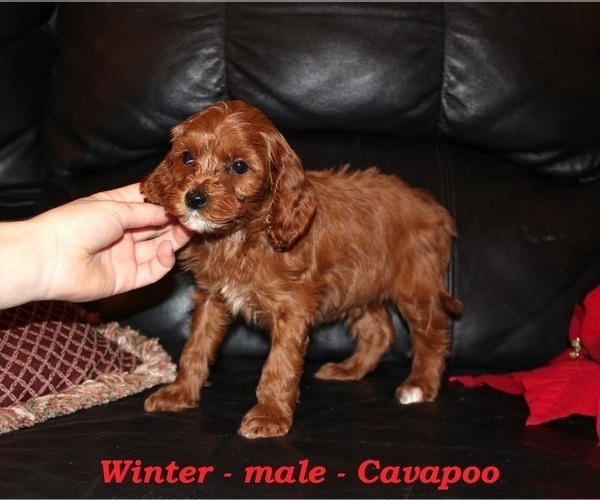 Medium Photo #2 Cavapoo (Miniature) Puppy For Sale in CLARKRANGE, TN, USA