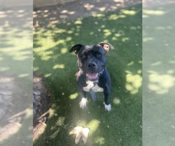 Medium Photo #2 American Pit Bull Terrier Puppy For Sale in Chula Vista, CA, USA