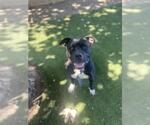 Small #1 American Pit Bull Terrier