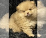Small #11 Pomeranian