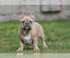 French Bulldog Puppy for sale in Kiskoros, Bacs-Kiskun, Hungary