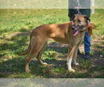 Small #3 Mutt