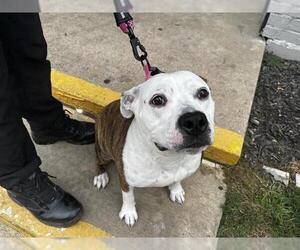 Staffordshire Bull Terrier-Unknown Mix Dogs for adoption in Grand Prairie, TX, USA