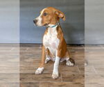 Small #5 Beagle Mix