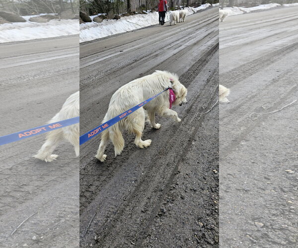 Medium Photo #11 Great Pyrenees-Unknown Mix Puppy For Sale in Croydon, NH, USA