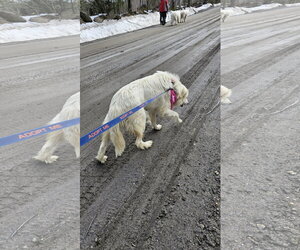 Sadie in NH(sponsored!) - Female Great Pyrenees-Unknown Mix Dog for Adoption - Photo #11