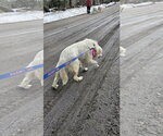 Small #10 Great Pyrenees Mix